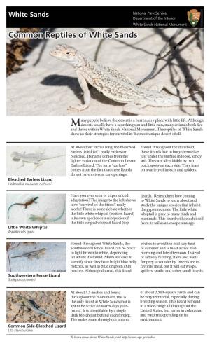 Common Reptiles of White Sands