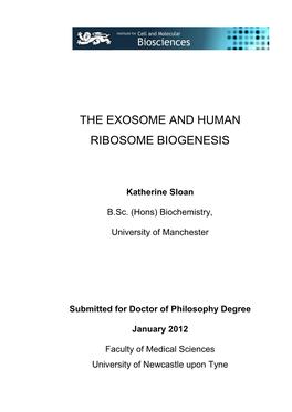 The Exosome and Human Ribosome Biogenesis