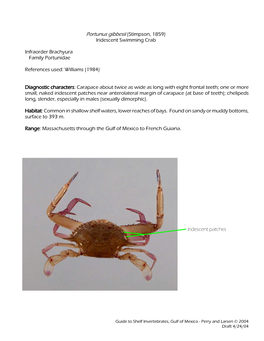 Portunus Gibbesii (Stimpson, 1859) Iridescent Swimming Crab