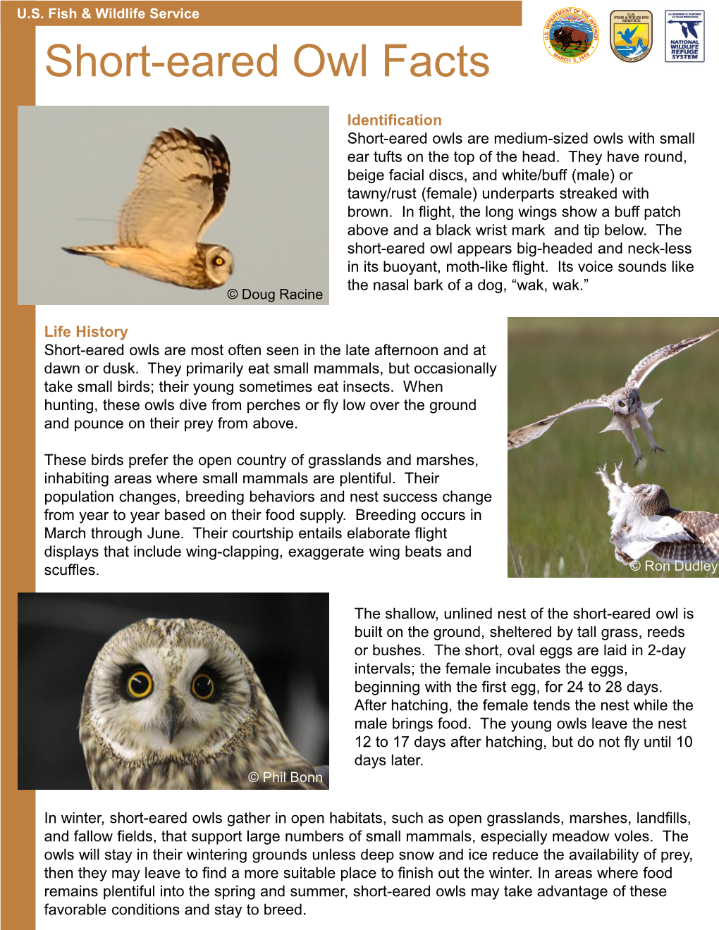 Short-Eared Owl Facts