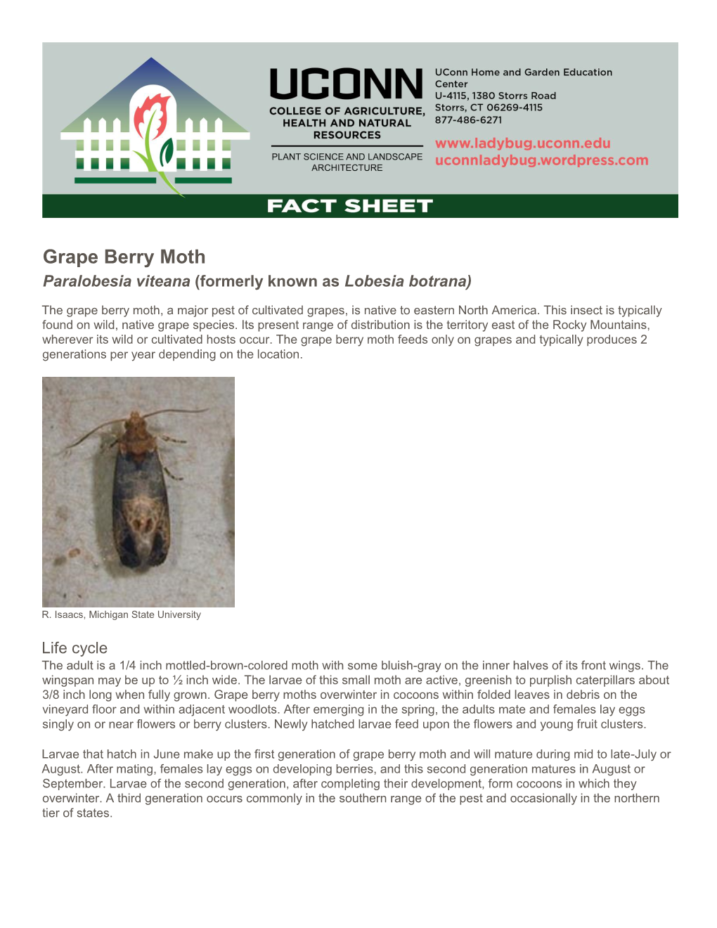 Grape Berry Moth Paralobesia Viteana (Formerly Known As Lobesia Botrana)