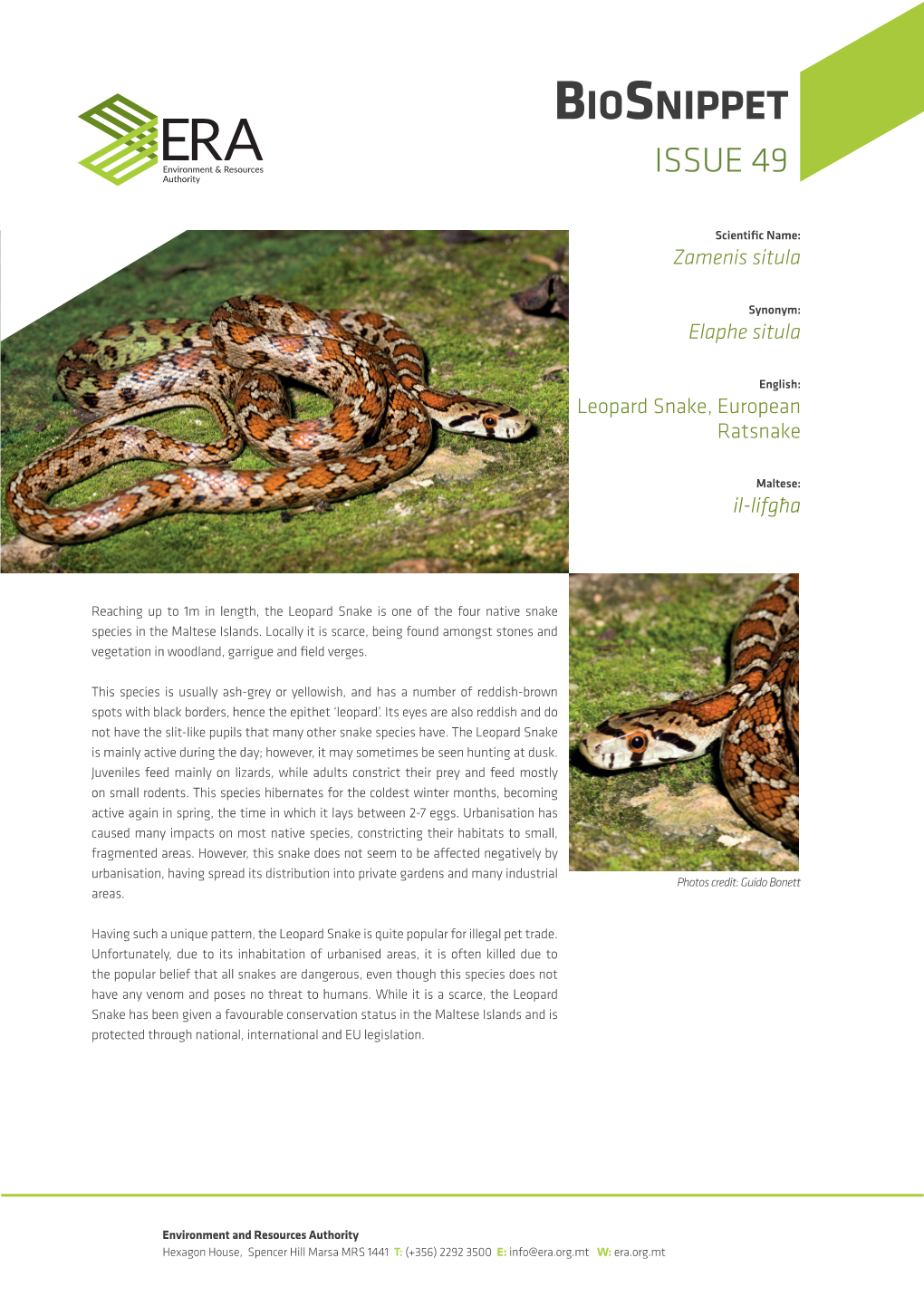 Leopard Snake, European Ratsnake