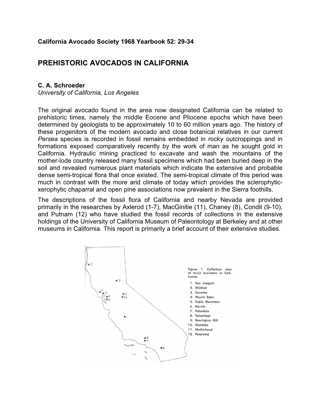 Prehistoric Avocados in California