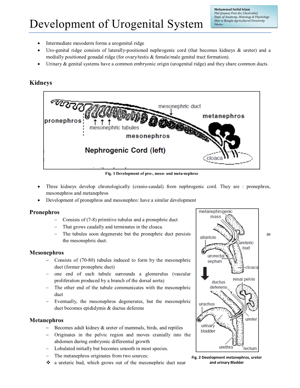 Development of Urogenital System Dhaka