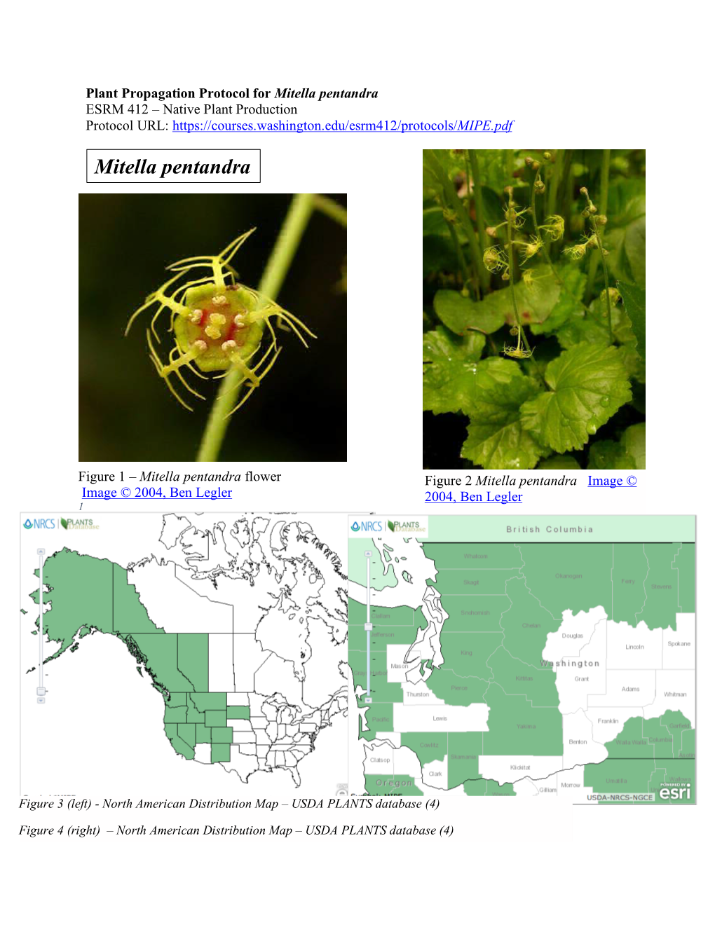Mitella Pentandra ESRM 412 – Native Plant Production Protocol URL
