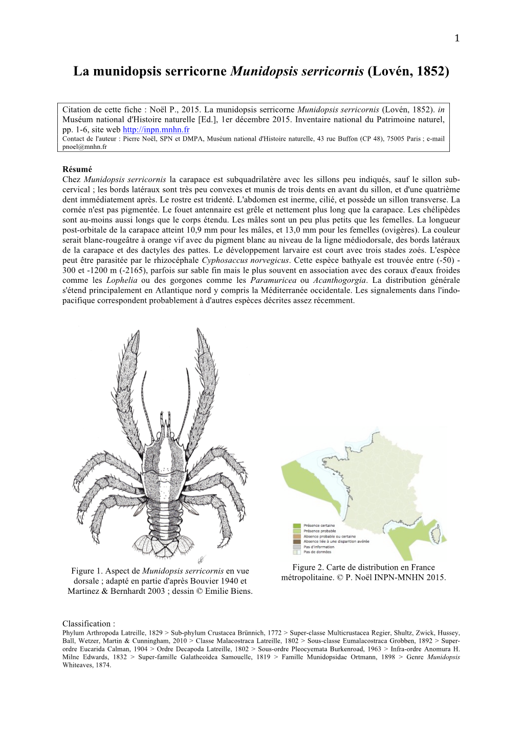 Munidopsis Serricornis (Lovén, 1852)