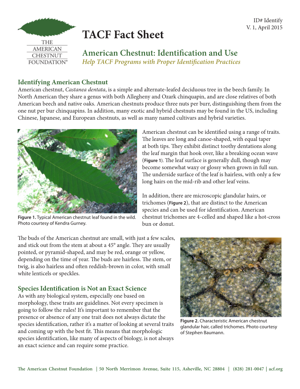 TACF Fact Sheet American Chestnut: Identification and Use Help TACF Programs with Proper Identification Practices