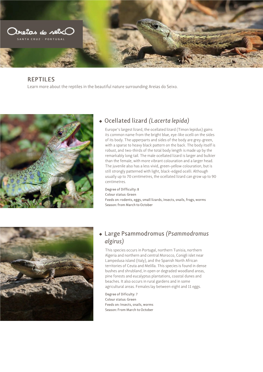 REPTILES Ocellated Lizard