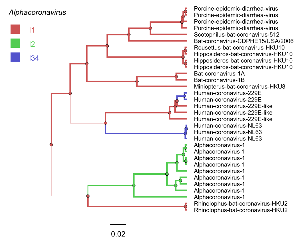 L1 L2 L34 0.02 Alphacoronavirus