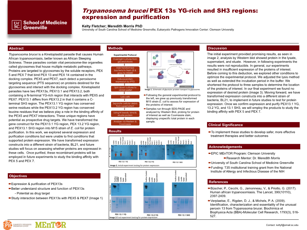 Trypanosoma Brucei PEX 13S YG-Rich and SH3 Regions: Expression and Purification