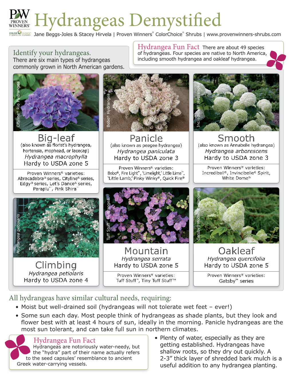 Proven Winners on Hydrangea