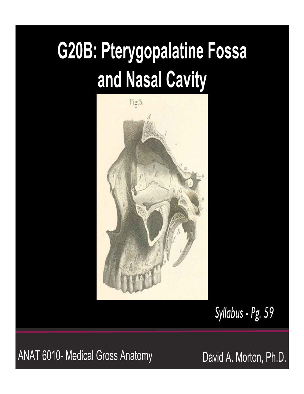 G20B: Pterygopalatine Fossa/Nasal Cavity