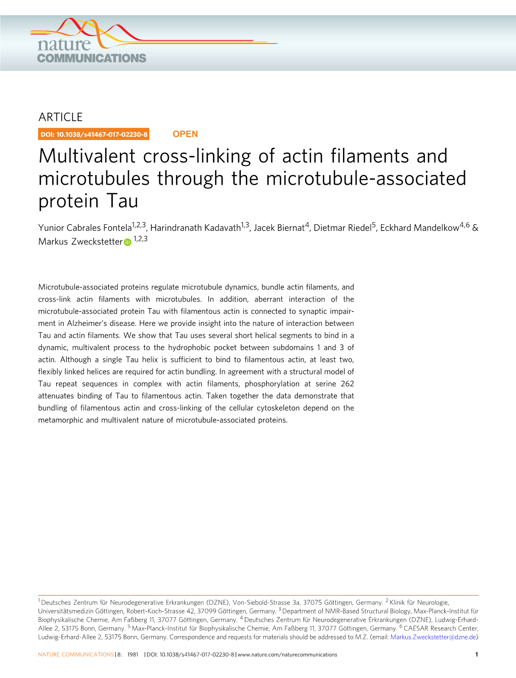 Multivalent Cross-Linking of Actin Filaments and Microtubules Through