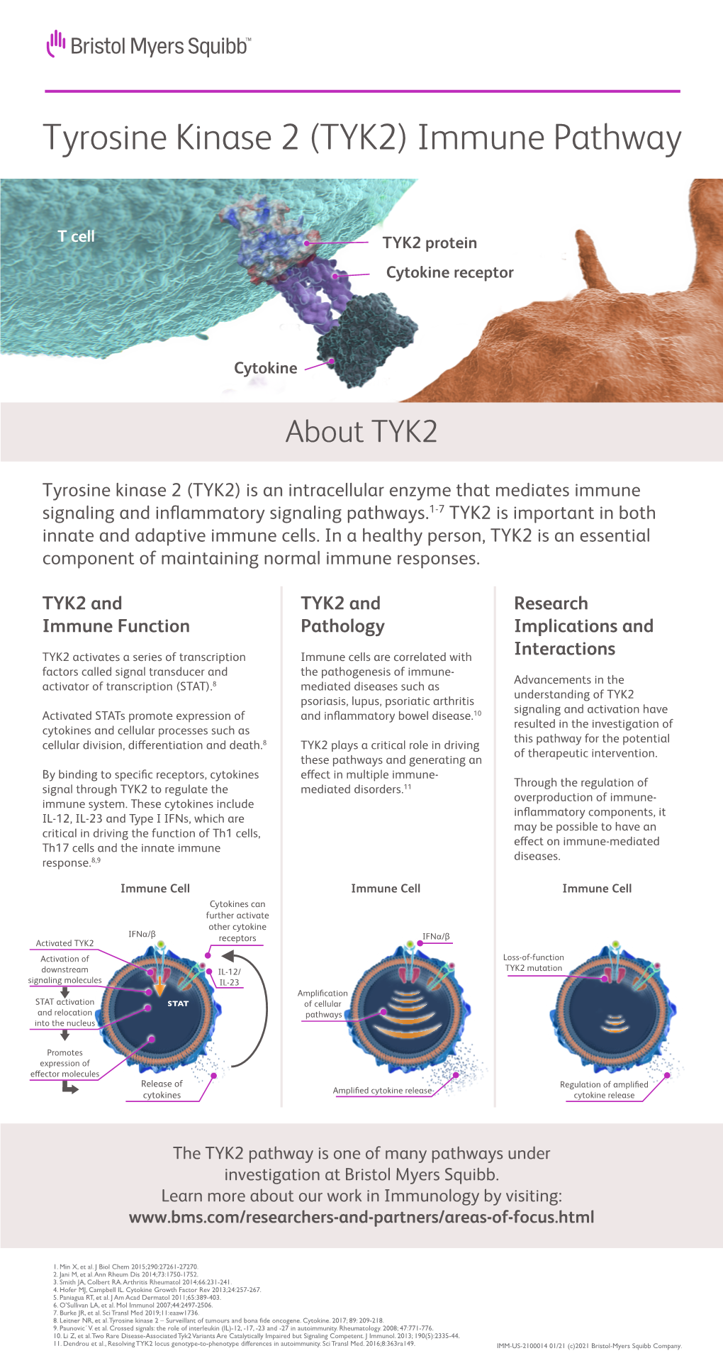 Tyrosine Kinase 2 Immune Pathway Fact Sheet