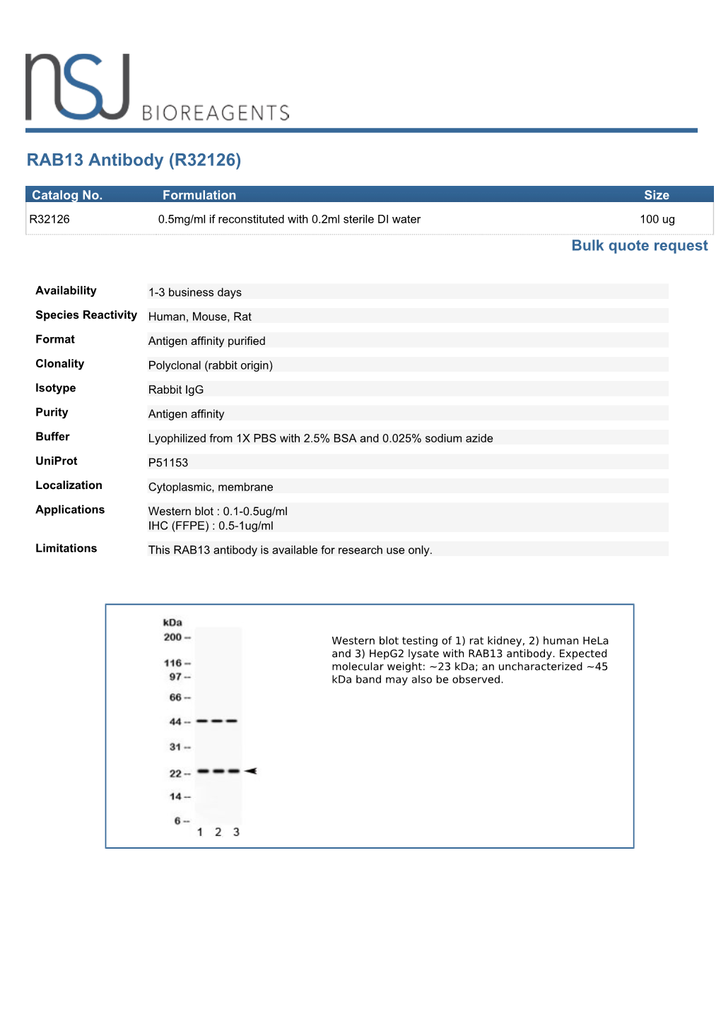 RAB13 Antibody (R32126)