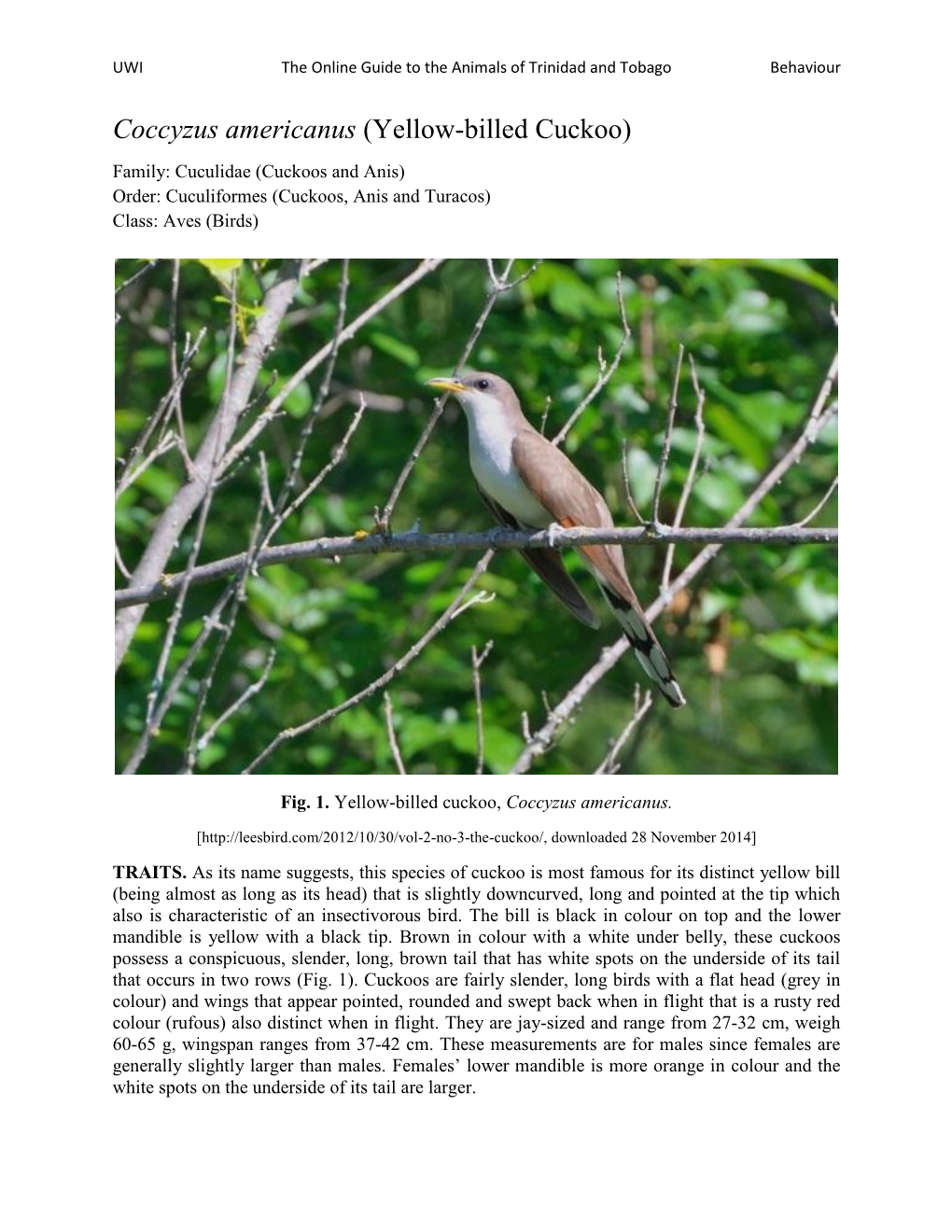 Coccyzus Americanus (Yellow-Billed Cuckoo)