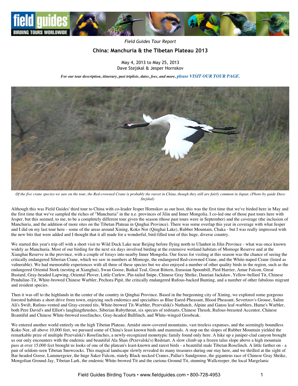 FIELD GUIDES BIRDING TOURS: China: Manchuria & the Tibetan Plateau 2013