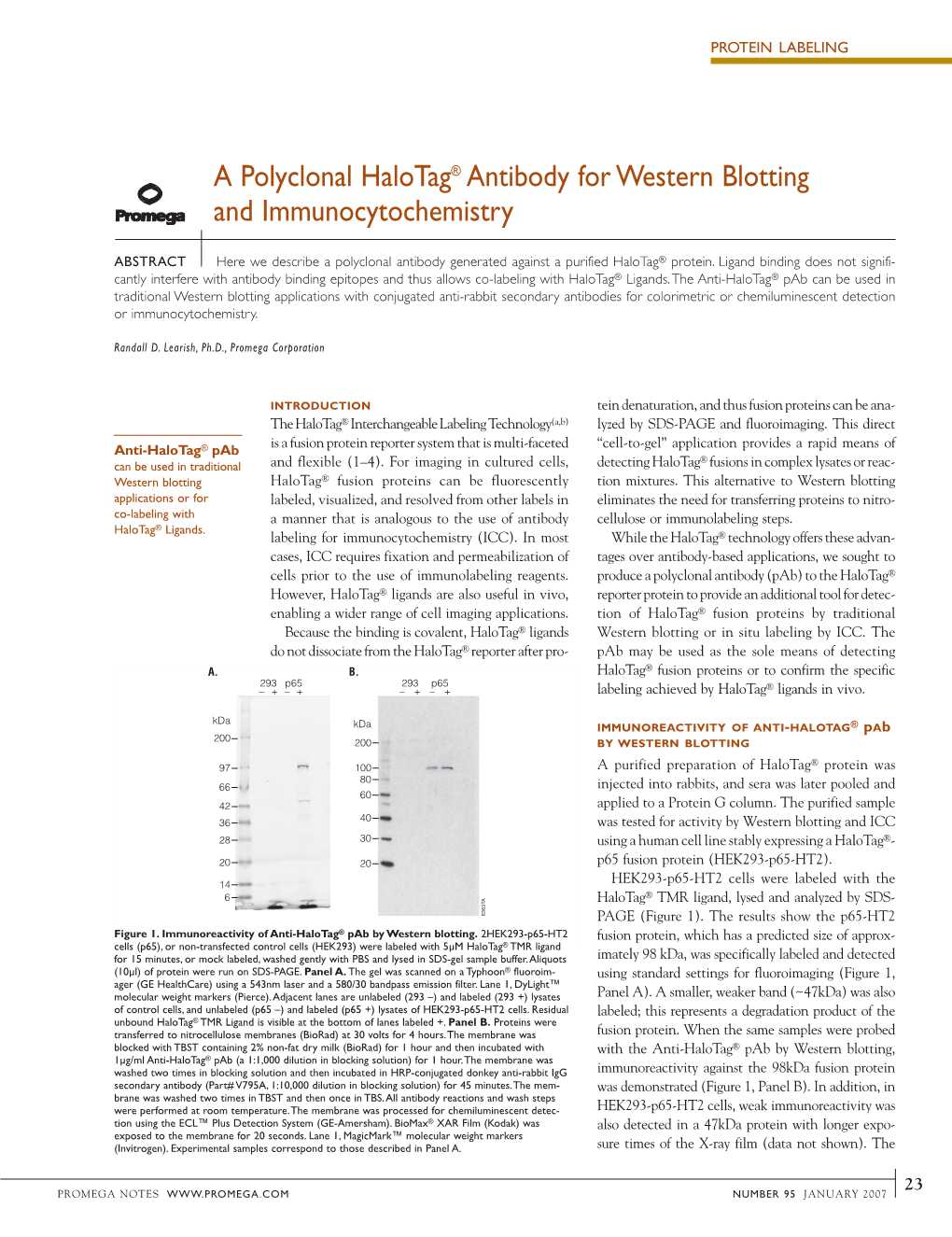 A Polyclonal Halotag Antibody for Western Blotting And