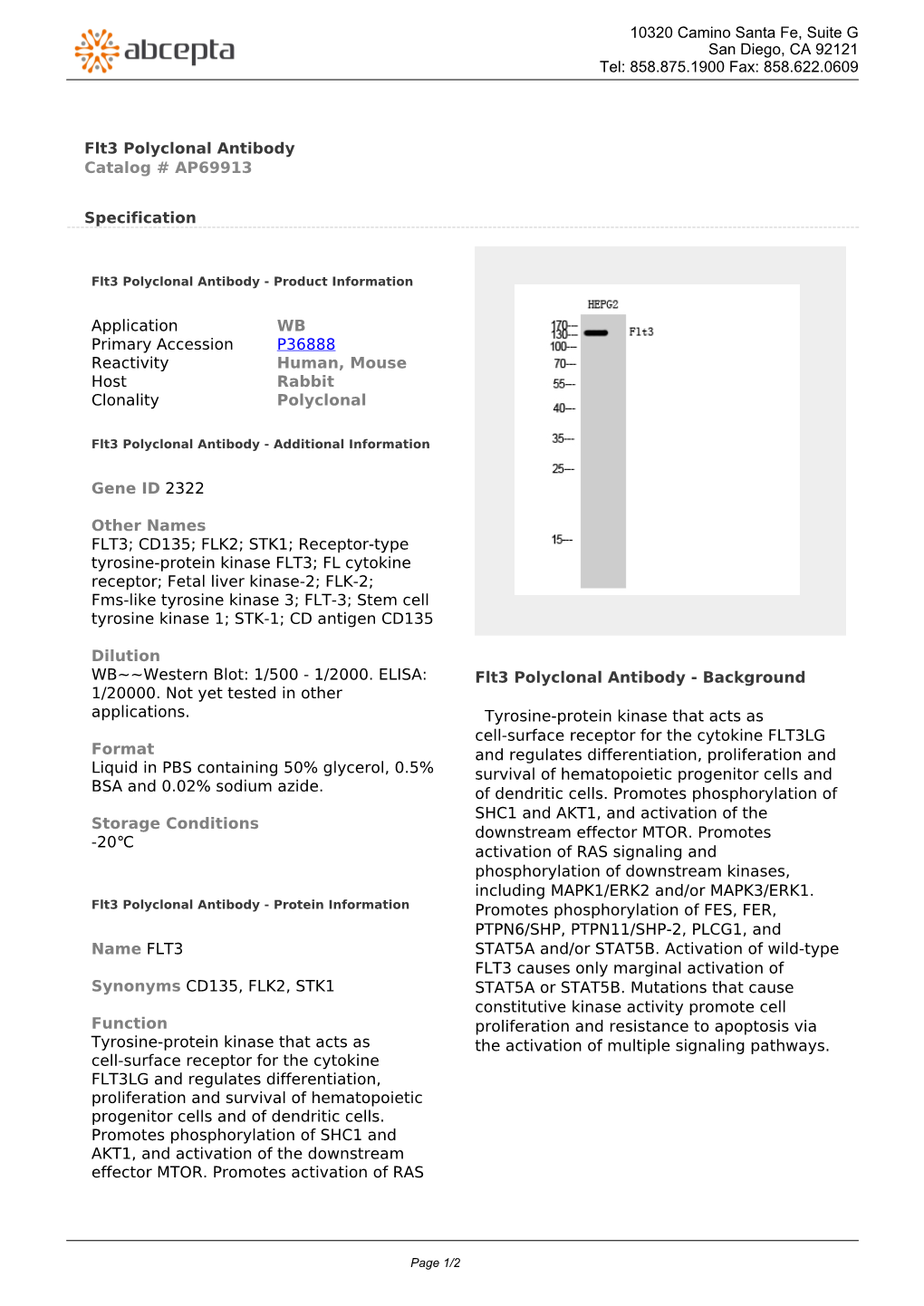 Flt3 Polyclonal Antibody Catalog # AP69913