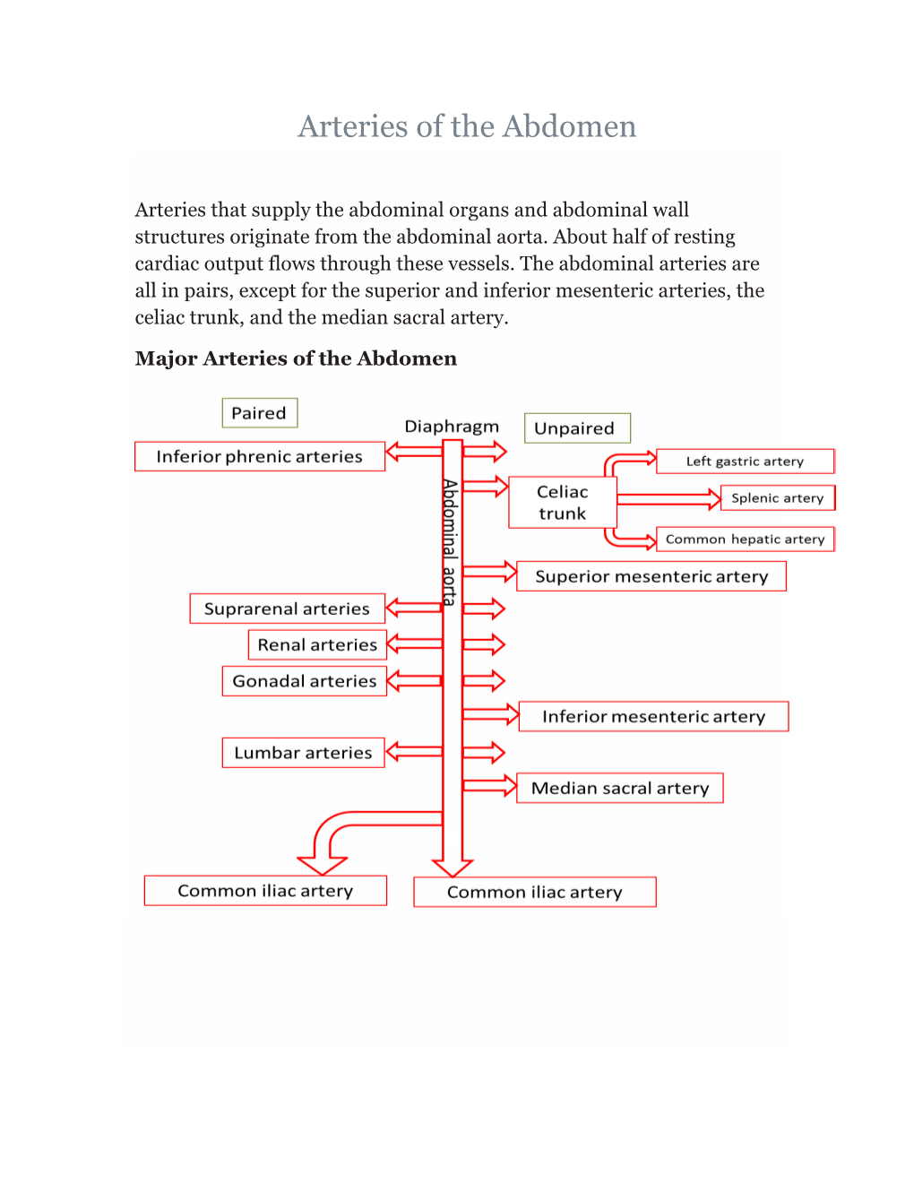 Arteries of the Abdomen