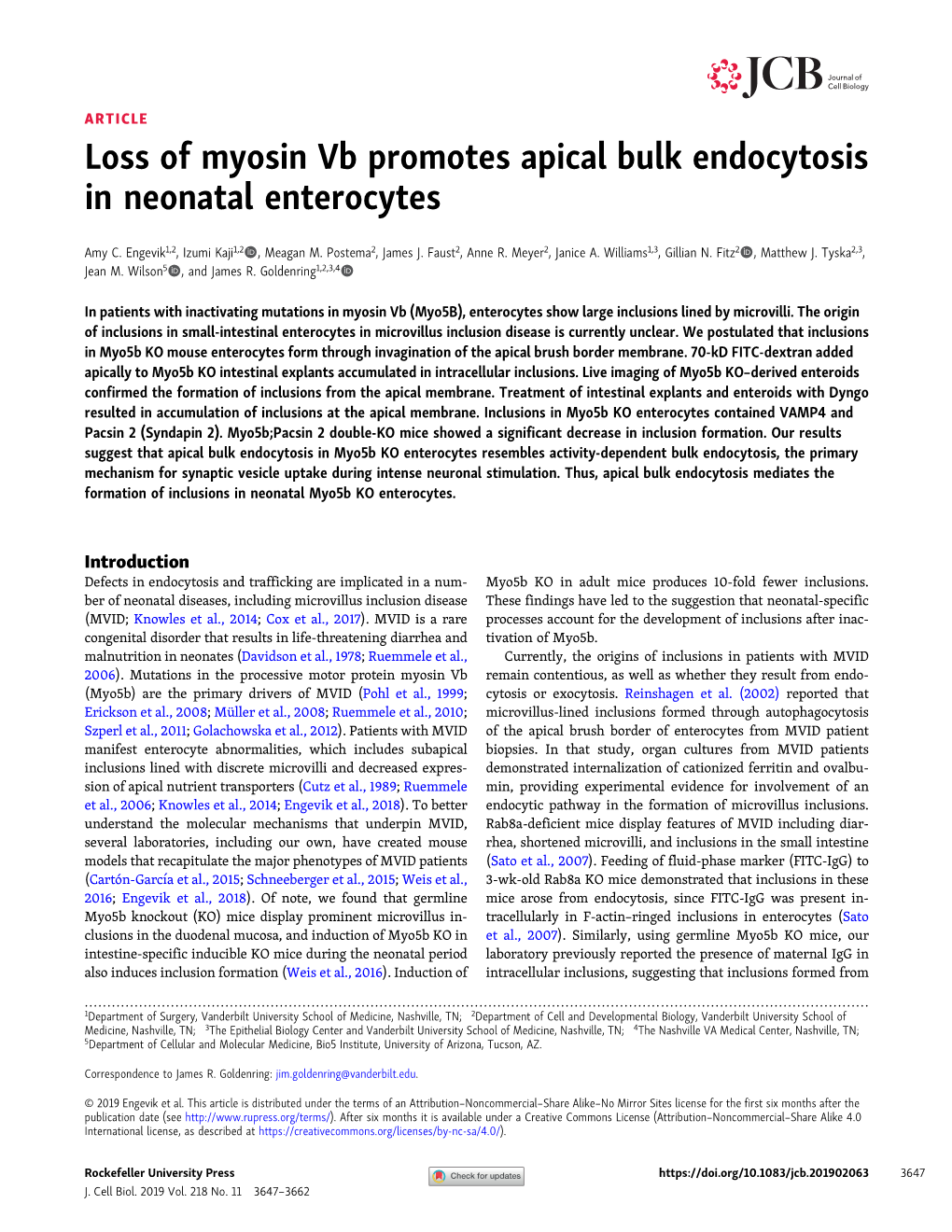 Loss of Myosin Vb Promotes Apical Bulk Endocytosis in Neonatal Enterocytes