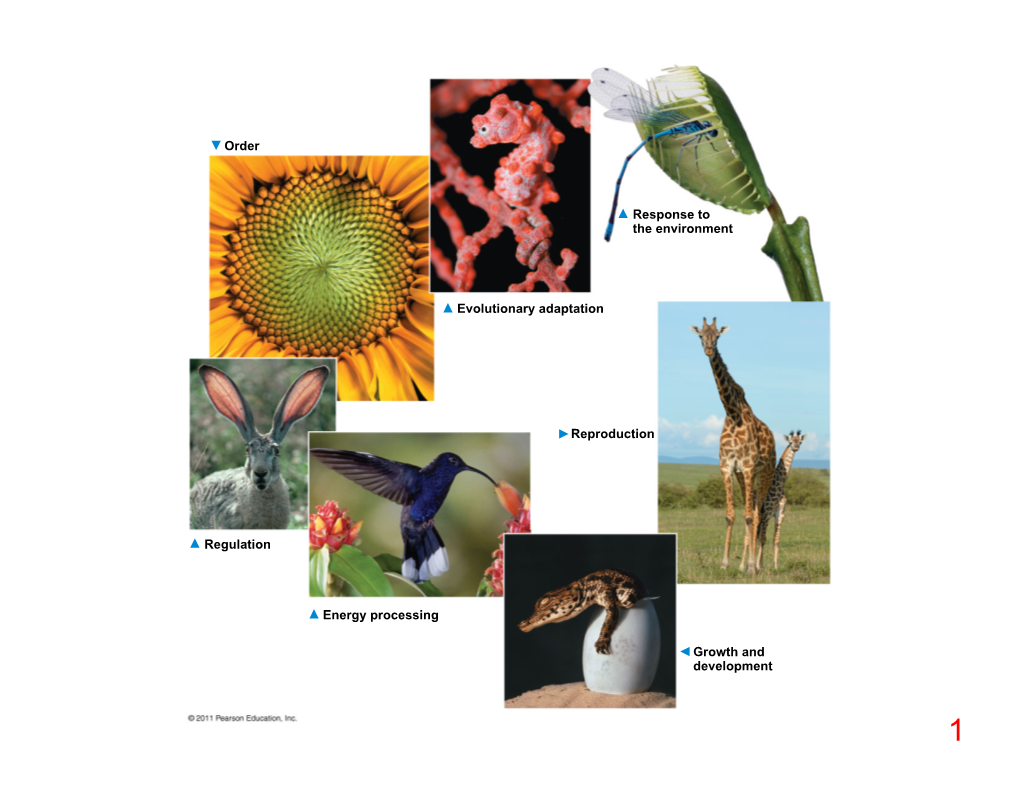 Order Evolutionary Adaptation Response to the Environment