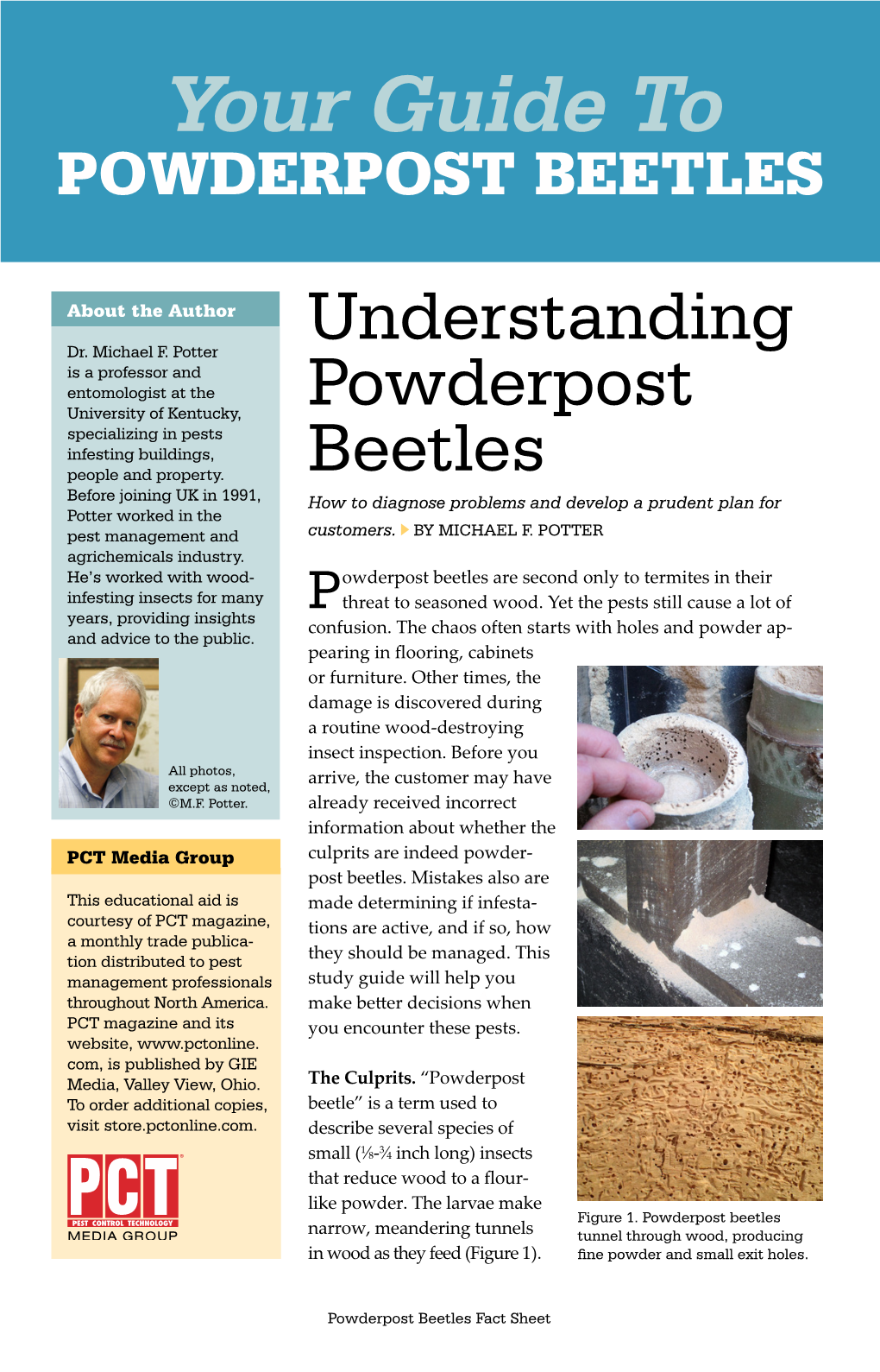 Your Guide to POWDERPOST BEETLES