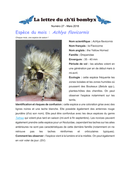 Espèce Du Mois : Achlya Flavicornis