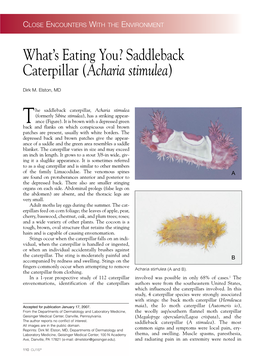 What's Eating You? Saddleback Caterpillar (Acharia Stimulea)