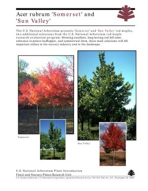 Acer Rubrum 'Somerset' and 'Sun Valley'