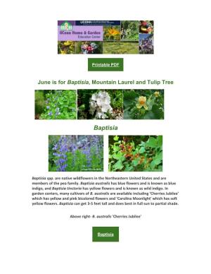 June Is for Baptisia, Mountain Laurel and Tulip Tree
