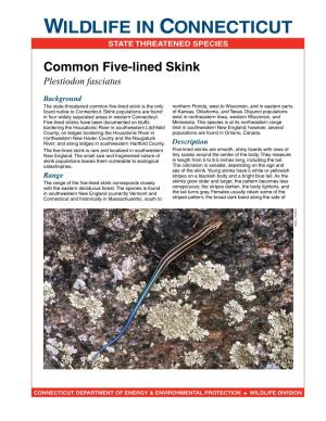 Common Five-Lined Skink Plestiodon Fasciatus