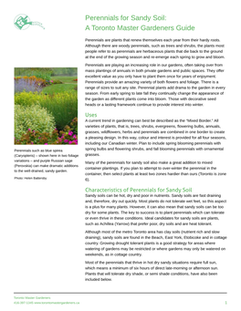 Perennials for Sandy Soil: a Toronto Master Gardeners Guide