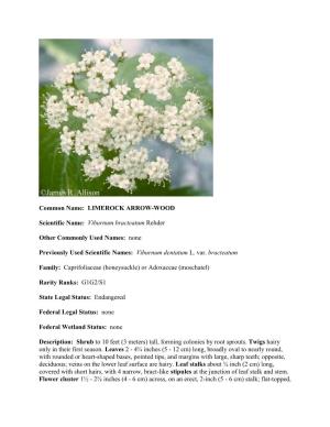 LIMEROCK ARROW-WOOD Scientific Name: Viburnum Bracteatum