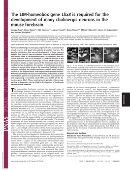 The LIM-Homeobox Gene Lhx8 Is Required for the Development of Many Cholinergic Neurons in the Mouse Forebrain