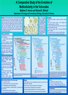 Impacts of Beach Nourishment on Loggerhead and Green Turtles In