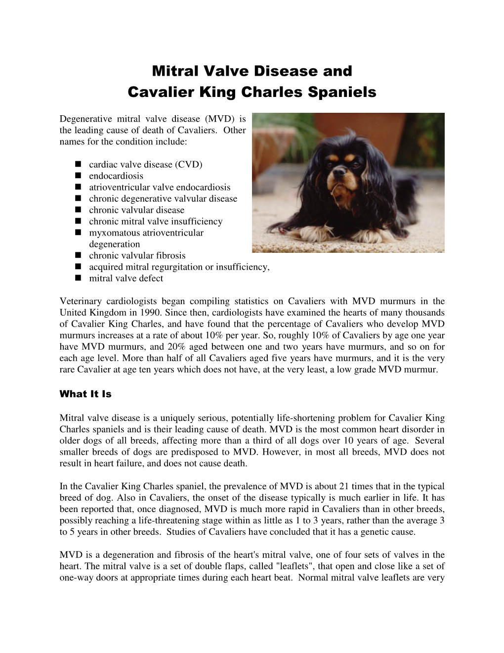 Mitral Valve Disease and Cavalier King Charles Spaniels