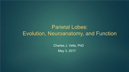 Parietal Lobes: Evolution, Neuroanatomy, and Function