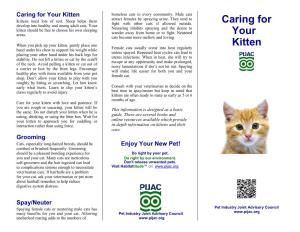 Caring for Your Kitten Homeless Cats in Every Community