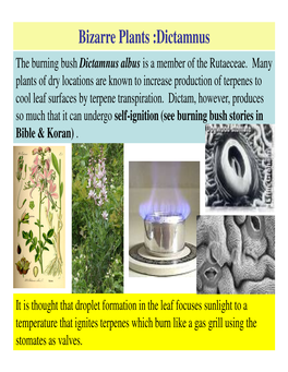 Bizarre Plants :Dictamnus the Burning Bush Dictamnus Albus Is a Member of the Rutaeceae