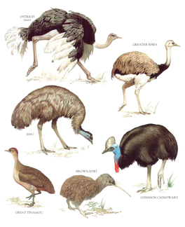 Ostrich Emu Orea T Tina Mou Orea Ter Rhea Brown Kiwi