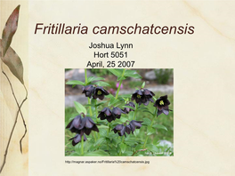 Fritillaria Camschatcensis Joshua Lynn Hort 5051 April, 25 2007