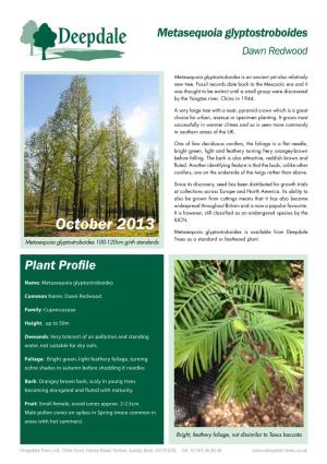 Metasequoia Glyptostroboides Dawn Redwood