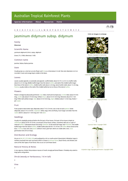 Jasminum Didymum Subsp. Didymum Click on Images to Enlarge
