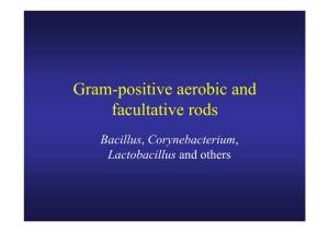 Gram-Positive Aerobic and Facultative Rods