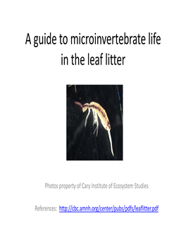 A Guide to Microinvertebrate Life G in the Leaf Litter