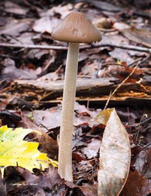 MYCOLEGIUM: Making Sense New Mushroom Genera: of a Ll T He Ne W Horn of Plenty Or Deluge? Mushroom Names Else C
