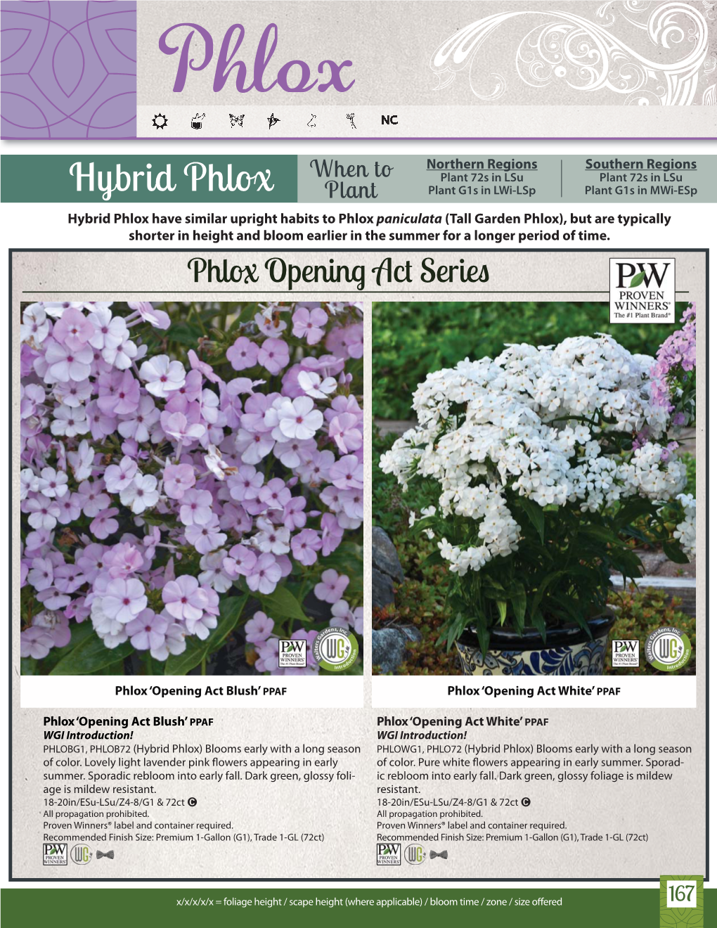 Hybrid Phlox