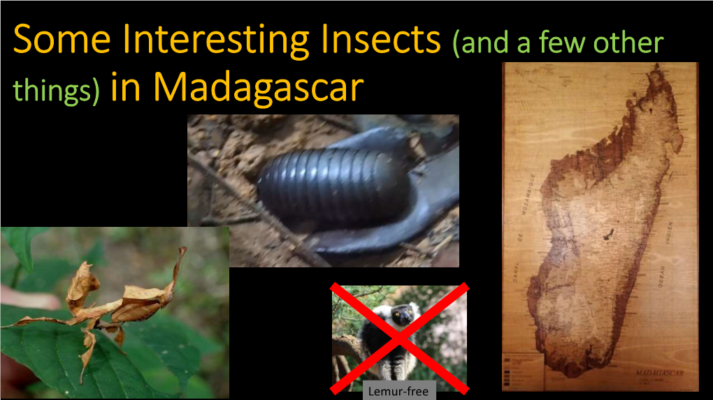 Some Interesting Insects (And a Few Other Things) in Madagascar