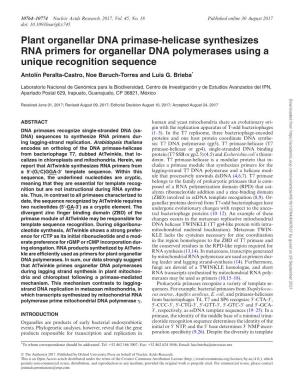 Plant Organellar DNA Primase-Helicase Synthesizes RNA